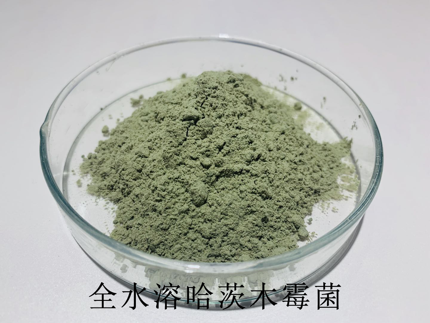 哈茨木霉.jpg